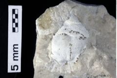 Foto (Detailansicht) von Decapoda indet. (NHMW-GEO-1990-0041-0415)